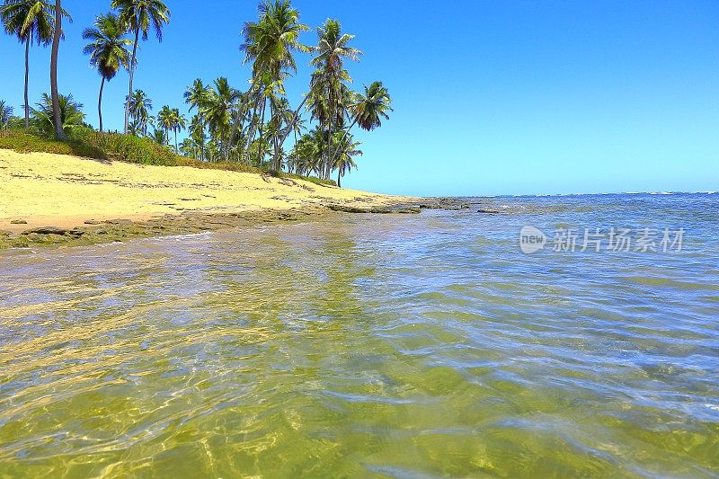 天堂:Praia do Forte，巴西东北部巴伊亚，田园般的热带海滩